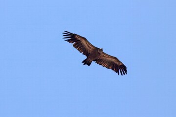 Eurasian griffon vulture, Gyps fulvus, with blue sky