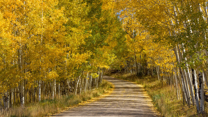 Fototapeta premium Autumn Aspen Grove - Bright Autumn sunlight shines through dense Aspen grove onto a winding country road. Telluride, Colorado, USA.