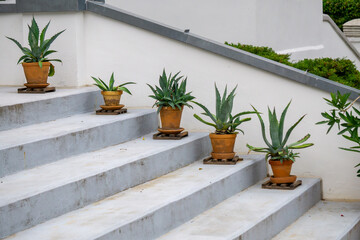 Clay pots with agave plants arranged on concrete stairs by a white building, garden decoration.