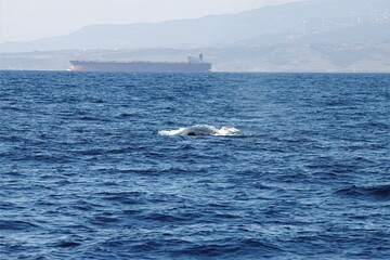  Fin whale, Balaenoptera physalus, at the Strait of Gibraltar