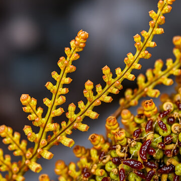 Fern-sporophyte leaves (probably Bracken (Pteris aquilina)); spores and sporangia - linear fruit dots (sori, sorus). Ultra macro