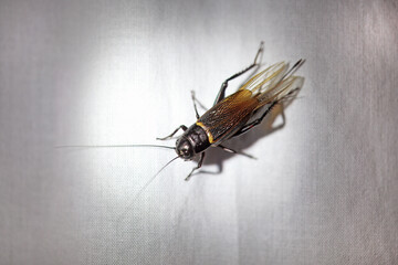 Two-spotted cricket, Gryllus bimaculatus