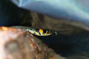 Grass snake (Natrix natrix) hidden in a stack of firewood, with distinctive yellow head markings and body in shadow.