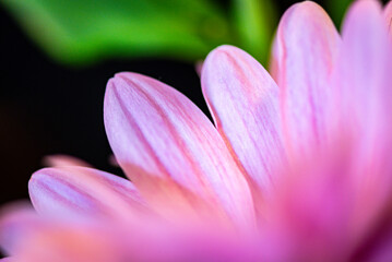 close up of pink flower