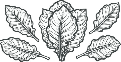 fresh black lettuce salad leaves isolated on transparent png vector.