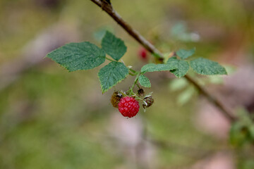 Two red berries on leafy forest branch