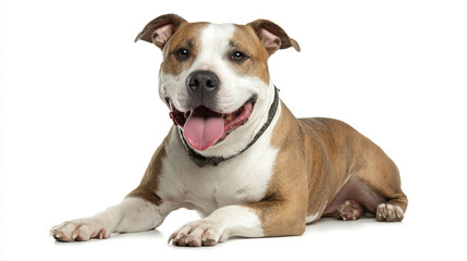 Obraz premium American staffordshire terrier