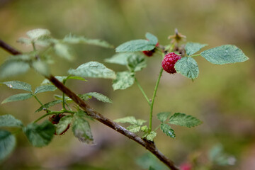 Ripe red berry on forest shrub branch