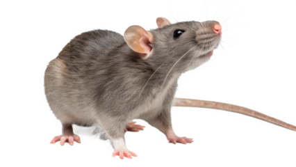 Curious gray rat isolated on transparent background 