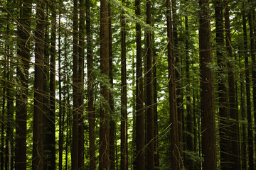 Naklejka premium Las secuoyas gigantes se elevan majestuosamente en el bosque de secuoyas de Cabezón de la Sal, Cantabria, España.