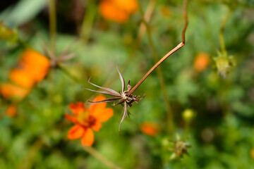 Sulfur cosmosseed head - Latin name - Cosmos sulphureus