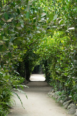 備瀬のフクギ並木のトンネル