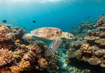 Colorful Sea Turtle Swimming Gracefully Among Vibrant Coral Reef Underwater in Ocean 