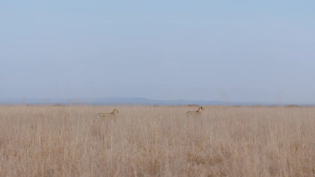 Extreme wide gimbal of a pair of cheetahs walking tracking prey during afternoon in savannah in kenya