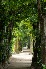 備瀬のフクギ並木のトンネル