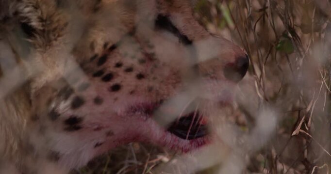 Wide of Cheetah (Acinonyx jubatus) with bloody muzzle panting in dry grass in shade on hot sunny day in Savannah in Kenya