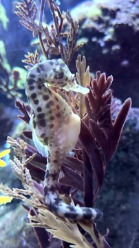 Pregnant seahorse clinging to seaweed in aquarium