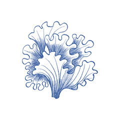 Detailed coral illustration with organic feel. Vector ink sketch style for eco branding, labels, fabric prints and natural packaging