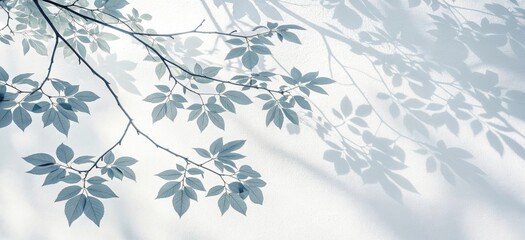 Fototapeta premium Delicate tree branches and soft dappled light create a serene natural scene