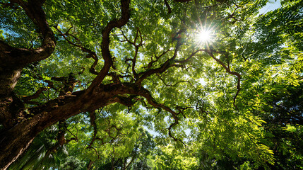Sunlit branches of a large tree canopy with lush green foliage sunlight sunburst
