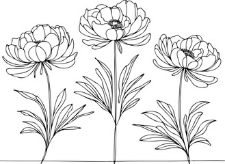 Set outline peony spring, doodle Collection floral stems. Hand drawn Buttercup Botanical drawing....