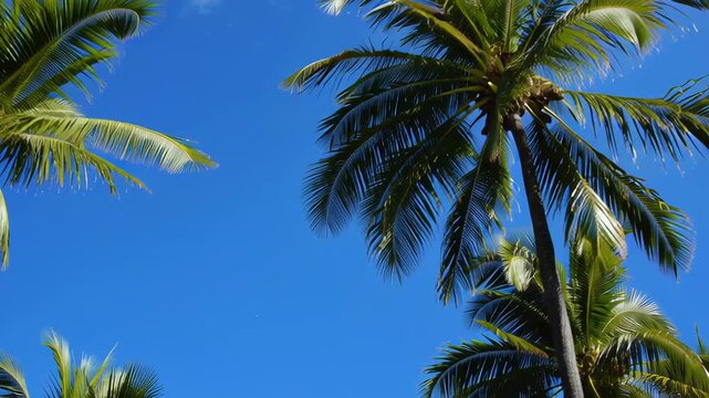 Slow-motion stock footage of two tropical palm trees set against a clear blue sky, with close-up shots of their leaves.