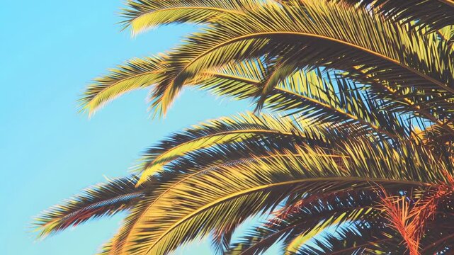 Close-up slow-motion view of palm leaves, with two tropical trees standing tall against the clear sky.