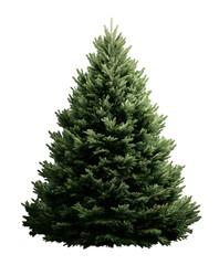 Fototapeta premium Undecorated Christmas Pine Tree
