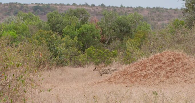 Extreme wide of two cheetahs (Acinonyx jubatus) walking past a termite mound into the savanna in kenya