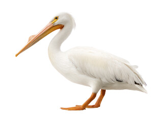 Obraz premium A big American white pelican isolated