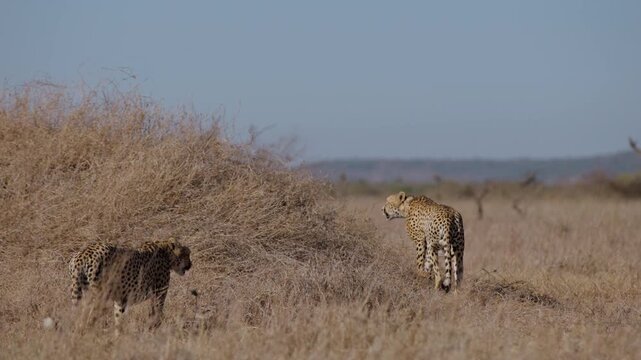 Very wide gimbal parallax of pair of Cheetah (Acinonyx jubatus) walking onto termite mound on grassy savannah in sunny morning in Kenya