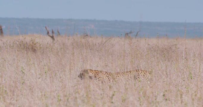 Wide of Cheetah (Acinonyx jubatus) walking through tall dry grass with dead trees and blue rolling hills in dry season in Savannah in Kenya