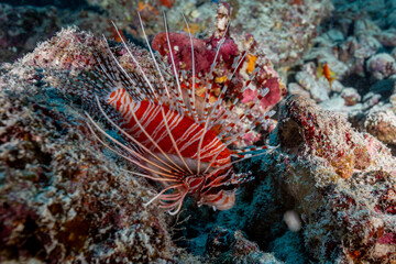 Maldives, Spotfin Lionfish (Pterois antennata)