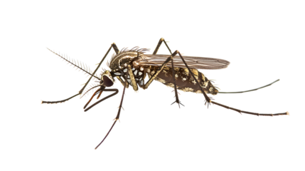 Aedes Mosquito on Transparent Backdrop Detailed Close Up of Insect with Long Legs and Antennae Isolated on Clear Background