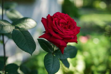 Vibrant Red Rose in Bloom: A Detailed Close-up
