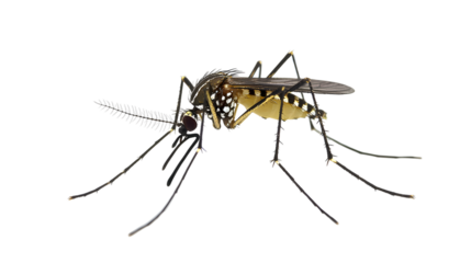Aedes Mosquito on Transparent Backdrop Detailed Close Up of Insect with Long Legs and Antennae Isolated on Clear Background