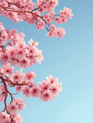 pink cherry blossom sakura tree branch in spring time and blue sky copy space