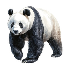 Giant Panda, watercolor clipart vector, isolated on a white background. © Oneli