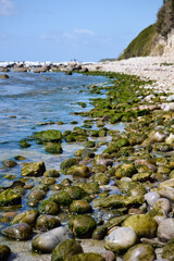 Rocky Shoreline with Seaweed-Covered Stones and Cliffs near Arnager on Bornholm Island