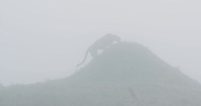 Very wide tracking of pair of Cheetah (Acinonyx jubatus) walking up and sniffs termite mound in grass savannah in foggy morning in Kenya