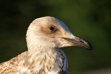 Close-up portrait of a juvenile Caspian Gull against a dark green background in the light of a sunny sunset.