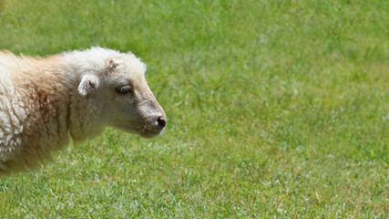 Close-up of a lamb’s head and neck against a soft-focus green grass background, with space for text, symbolizing rural life and spring freshness.
