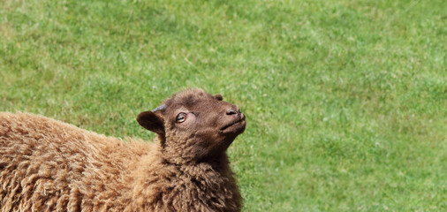 Brown sheep close-up with curly wool on green grass background, rural livestock portrait, countryside farming concept.