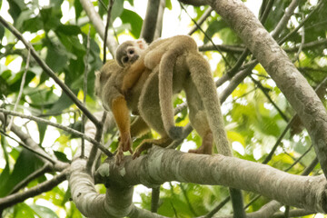 monkey