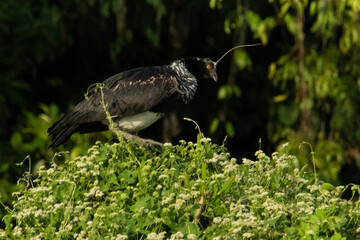 black crowned night heron