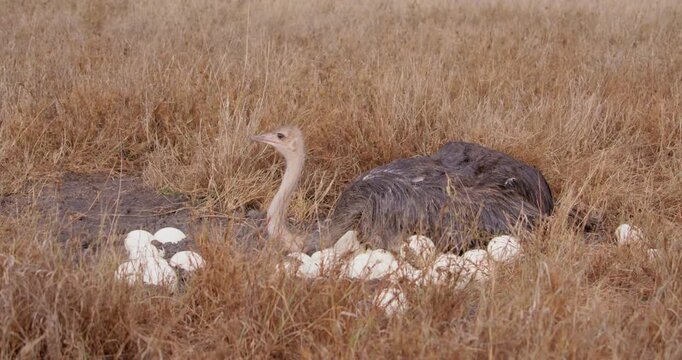 Wide of a Somali ostrich (Struthio molybdophanes) brooding on a clutch of eggs in the savannah in kenya 