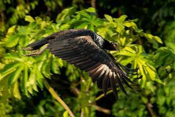 crow on a tree