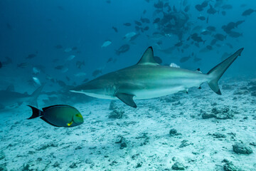 Maldives, Blacktip Reef Shark (Carcharhinus melanopterus)