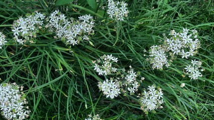 green grass and flowers