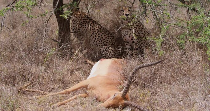 Wide of Cheetah (Acinonyx jubatus) sitting in shade with carcass of Impala (Aepyceros melampus) in sunny day in savannah grassland in Kenya